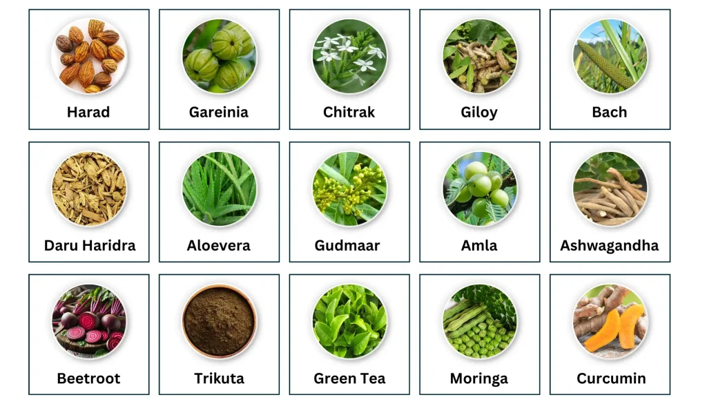 Kaya Amrit Ras Ayurvedic Weight Loss Tonic by Ganga Veda